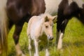 a piebald mare of an Icelandic Horse with it`s lovely white foal Royalty Free Stock Photo