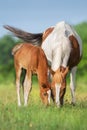 Mare with foal grazing Royalty Free Stock Photo
