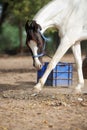 Piebald Marwari mare. Indian authentic horse breed. Ahmedabad, Gujarat. India