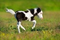 Piebald pony foal