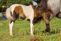 Horizontal shot of Piebald pony foal in a meadow covered with his mother`s tail.