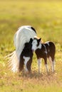 Piebald pony mare with foal Royalty Free Stock Photo