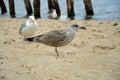 Piebald sea gull with a piece of food in the beam