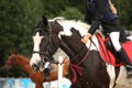 Piebald tinker horse portrait