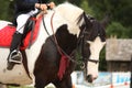 Piebald tinker horse portrait