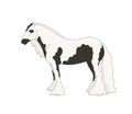 Piebald Tinker isolated of on the background