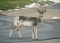 A Piebald Whitetail Deer buck in a Maryland suburb