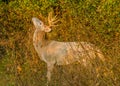 Piebald Whitetail Deer Buck