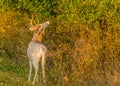 Piebald Whitetail Deer Buck