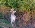 Piebald Whitetail Deer Buck