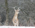 Piebald Whitetail Deer Buck