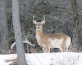 Piebald Whitetail Deer Buck