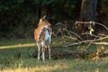 Piebald Whitetail Deer Fawn