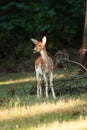 Piebald Whitetail Deer Fawn