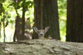 Piebald Whitetailed Deer Royalty Free Stock Photo