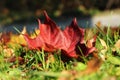 Piece of amazing canadian nature in one small beautiful red marple leaf. Acer on the ground. Exemplary image of autumn. Marple