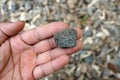 A piece of andesite extrusive volcanic rock in a hand. Royalty Free Stock Photo