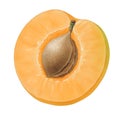 Piece of Apricot