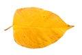Piece of autumn leave in state of withering Royalty Free Stock Photo