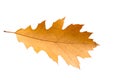 Piece of autumn leave whitering in fall Royalty Free Stock Photo