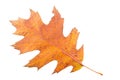 Piece of autumn leave withering in fall Royalty Free Stock Photo