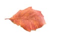Piece of autumn leave withering in fall Royalty Free Stock Photo