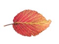 Piece of autumn leave withering in fall Royalty Free Stock Photo