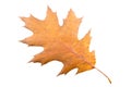 Piece of autumn leave withering in fall Royalty Free Stock Photo