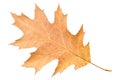 Piece of autumn leave withering in fall Royalty Free Stock Photo