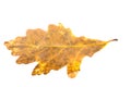 Piece of autumn leave withering in fall Royalty Free Stock Photo
