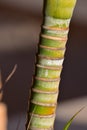 Piece of bamboo reed with an unfocused background