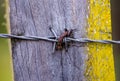 Piece of barbed wire nailed to a wooden post