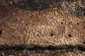 A piece of bark of the tree affected by bark beetle Royalty Free Stock Photo