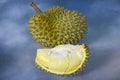 Piece of beautiful yellow aril of durian and fruit Royalty Free Stock Photo
