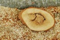 Sawdust and a piece of beech. Wood chips background Royalty Free Stock Photo