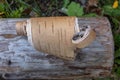 Piece of birch bark, birch bark, close-up Royalty Free Stock Photo