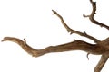 Piece branch of curved and twisted driftwood isolated on white background with clipping path Royalty Free Stock Photo