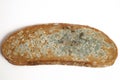A piece of bread covered with mold. White background.