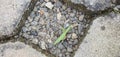 A piece of brick on a rice field road, with little grass