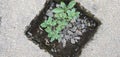 A piece of brick at road beside ricefield, there is a little plant and little rock