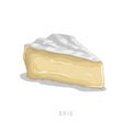 Piece of brie cheese. Cartoon flat style cheese segment. Fresh dairy product. Vector illustration single icon