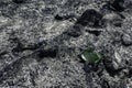 Piece of a broken green bottle on a background of burnt forest ash