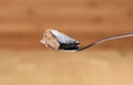 A piece of canned sardine ivasi on a fork over a wooden background Royalty Free Stock Photo