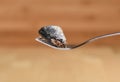 A piece of canned sardine ivasi on a fork over a wooden background Royalty Free Stock Photo