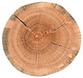 Piece of circular wood cross section with cracks and tree growth rings. Oak tree slice texture isolated on white background Royalty Free Stock Photo