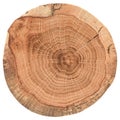 Piece of circular wood stump with cracks and growth rings. Oak tree slab texture isolated on white background