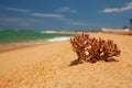 Piece of Coral is at beach Royalty Free Stock Photo