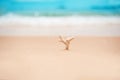 A piece of coral in front of the waves on the white sand beach Royalty Free Stock Photo