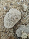 a piece of coral that I photographed when I was on vacation at the beach Royalty Free Stock Photo