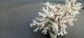 Piece of coral reef on white and black background Royalty Free Stock Photo